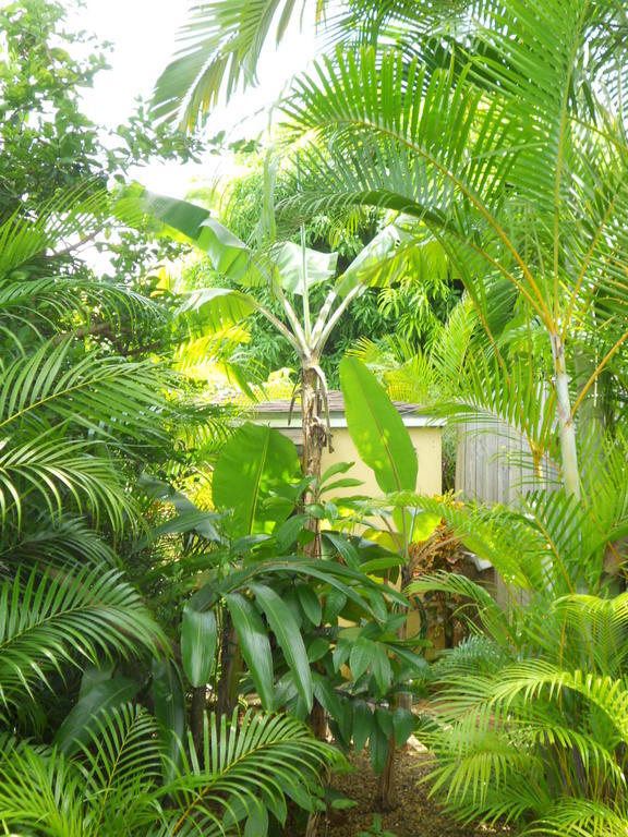Villa Flukers Condo Suites Sosúa Buitenkant foto